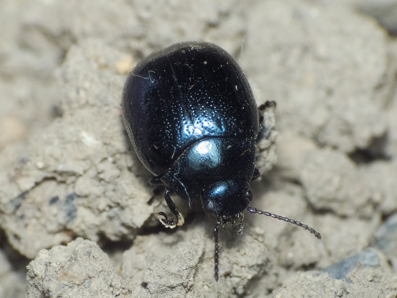 Chrysolina haemoptera (Linnaeus, 1758)